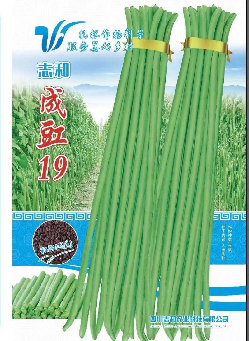 翠绿色豇豆种子成豇19早熟厚肉型条荚油亮顺直结荚密