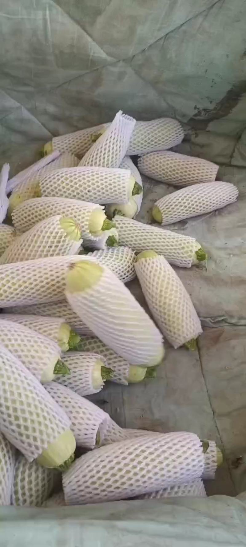 绿皮油葫芦