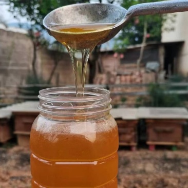 意蜂百花蜜