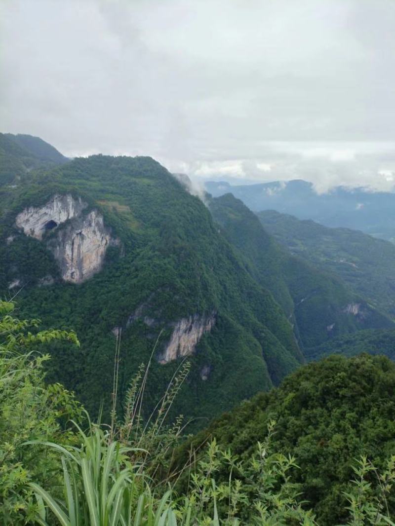 恩施黄柏大山深处野生原生态老树中药材黄柏富晒药材黄柏