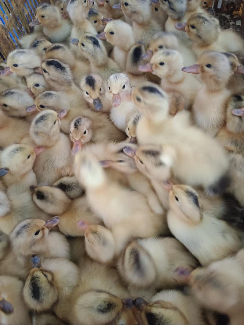鸭苗金腚鸭苗多蛋鸭品种保证包疫苗厂家直销