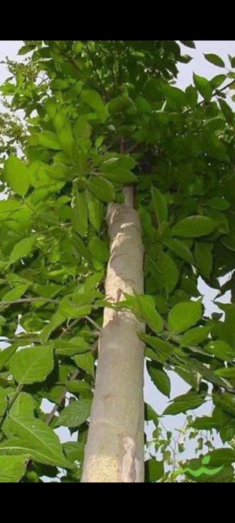 恩施桂皮鄂西大山深处老树桂皮富硒调味品健康无硫