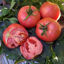 【硬粉西红柿】万亩种植基地品质保证价格实惠价格优惠