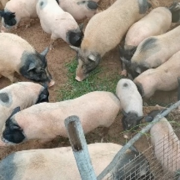 江西上饶巴马香猪，