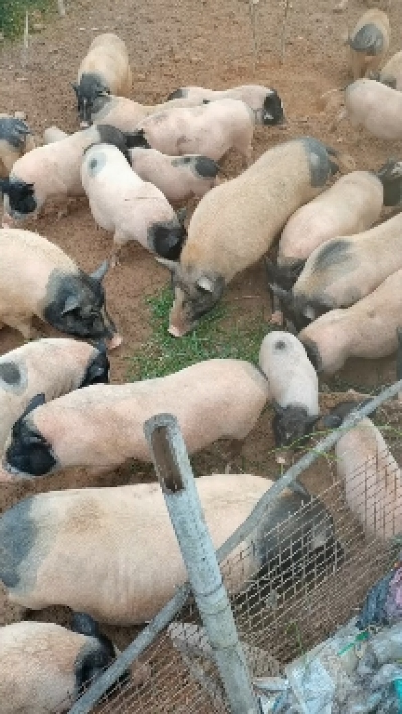 江西上饶巴马香猪，