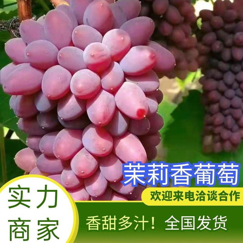 辽南精品茉莉香葡萄大量上市中，口感香甜，供应全国市场