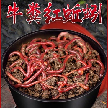 蚯蚓活饵鲜活红虫垂钓鱼饵料鲫鱼鲤鱼野钓黑坑鱼料打窝料鱼食