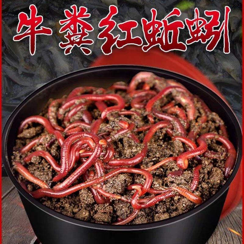蚯蚓活饵鲜活红虫垂钓鱼饵料鲫鱼鲤鱼野钓黑坑鱼料打窝料鱼食