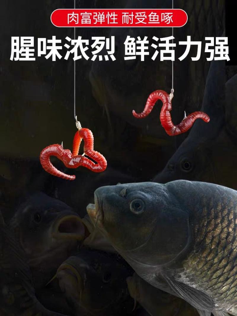 蚯蚓活饵鲜活红虫垂钓鱼饵料鲫鱼鲤鱼野钓黑坑鱼料打窝料鱼食