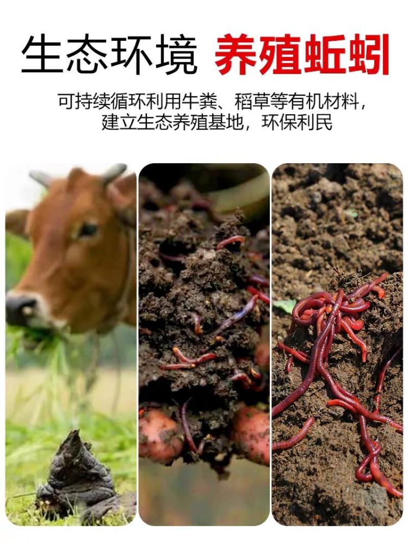 蚯蚓活饵鲜活红虫垂钓鱼饵料鲫鱼鲤鱼野钓黑坑鱼料打窝料鱼食