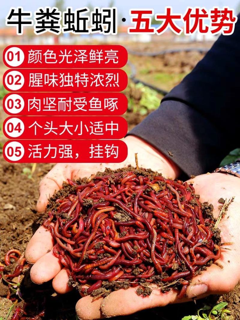 蚯蚓活饵鲜活红虫垂钓鱼饵料鲫鱼鲤鱼野钓黑坑鱼料打窝料鱼食