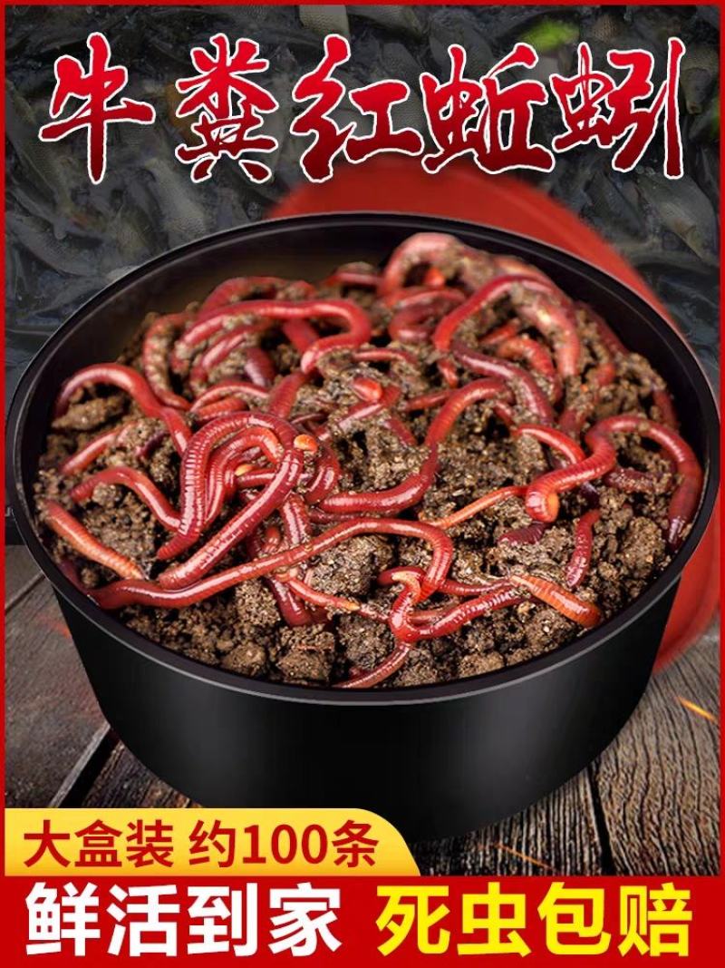 蚯蚓活饵鲜活红虫垂钓鱼饵料鲫鱼鲤鱼野钓黑坑鱼料打窝料鱼食