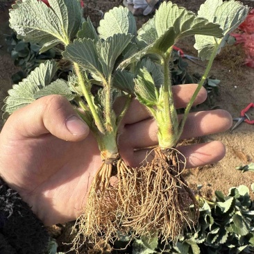 天仙醉草莓苗妙香三号草莓苗越心草莓苗包成活草莓膜