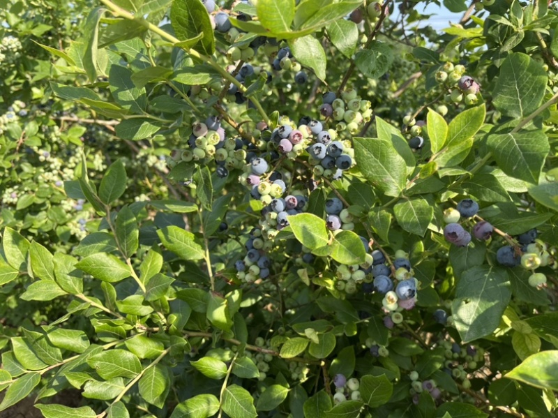 蓝莓