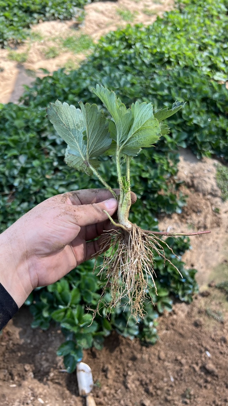 天仙醉草莓苗妙香三号草莓苗越心草莓苗包成活草莓膜