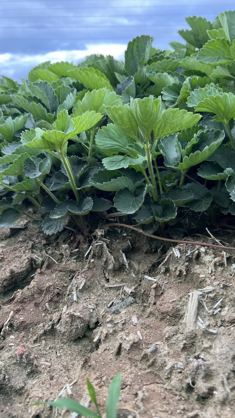 天仙醉草莓苗妙香三号草莓苗越心草莓苗包成活草莓膜