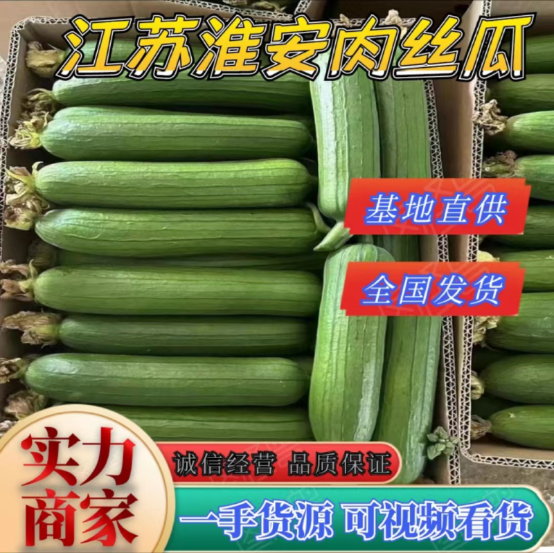 香丝瓜，肉丝瓜，短丝瓜油皮瓜对接商超需提前预定