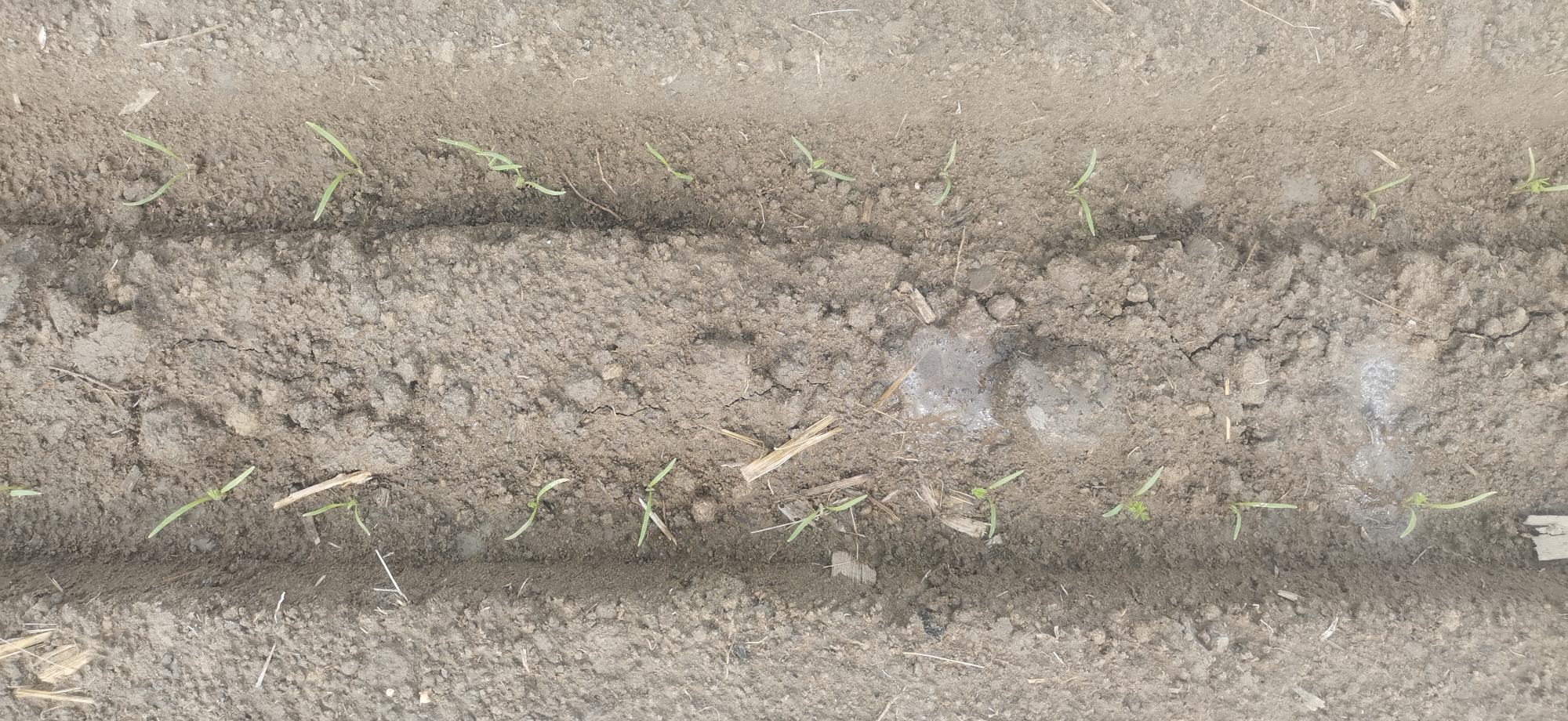 胡萝卜苗期管理