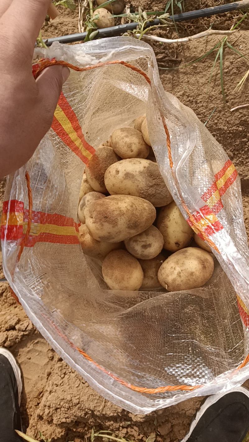 土豆上市了