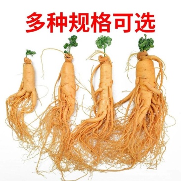 长白山人参批发厂家直销东北特产新鲜人参