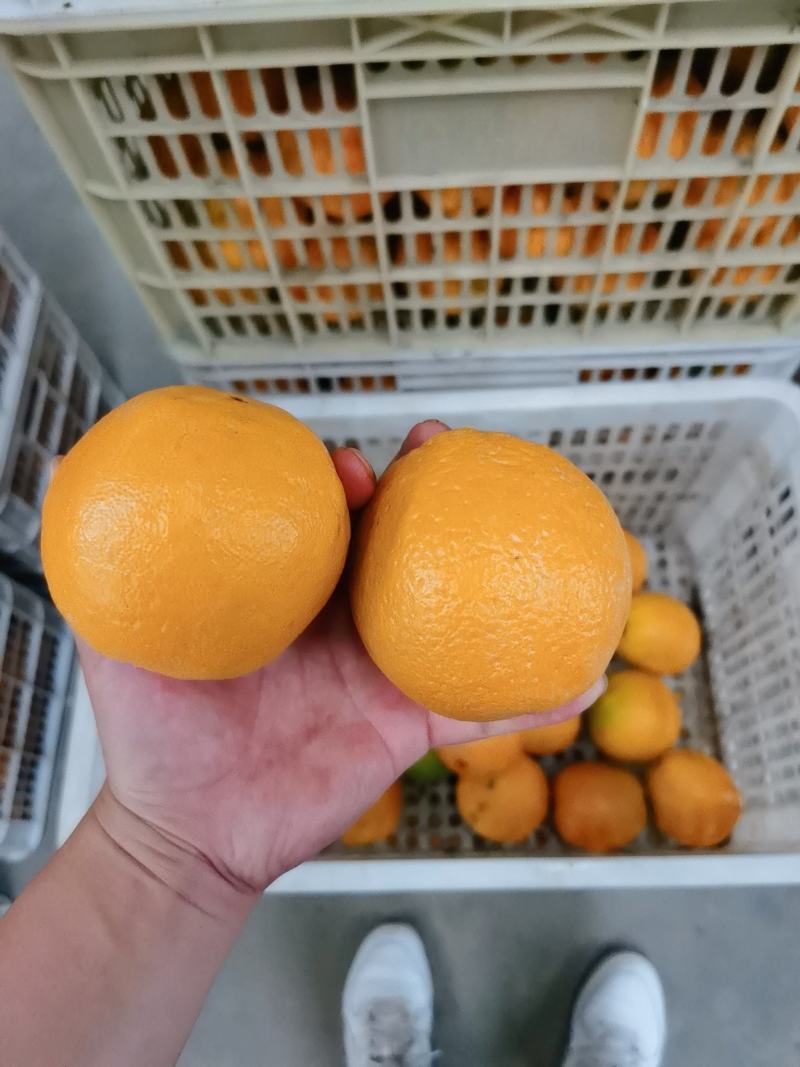秭归精品伦晚汁多味甜农户一手货。对接电商商超团购批发