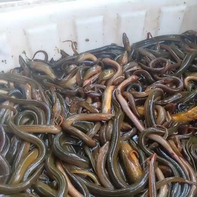 黄鳝食用活鱼微山湖自然生长全国各地均可直达