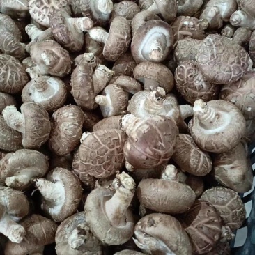 河南香菇南阳鲜香菇干香菇产地直供量大从优欢迎来电咨询订购
