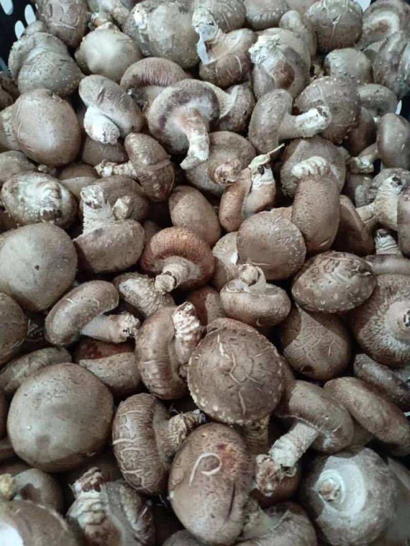 河南香菇南阳鲜香菇干香菇产地直供量大从优欢迎来电咨询订购