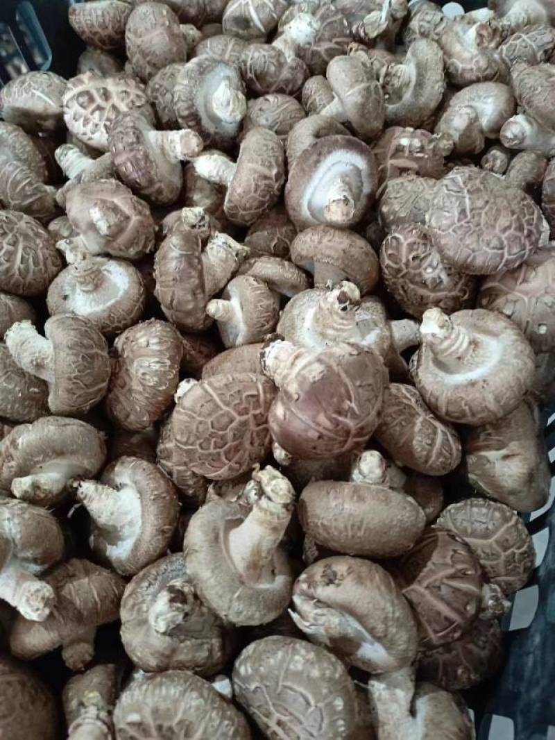 河南香菇南阳鲜香菇干香菇产地直供量大从优欢迎来电咨询订购