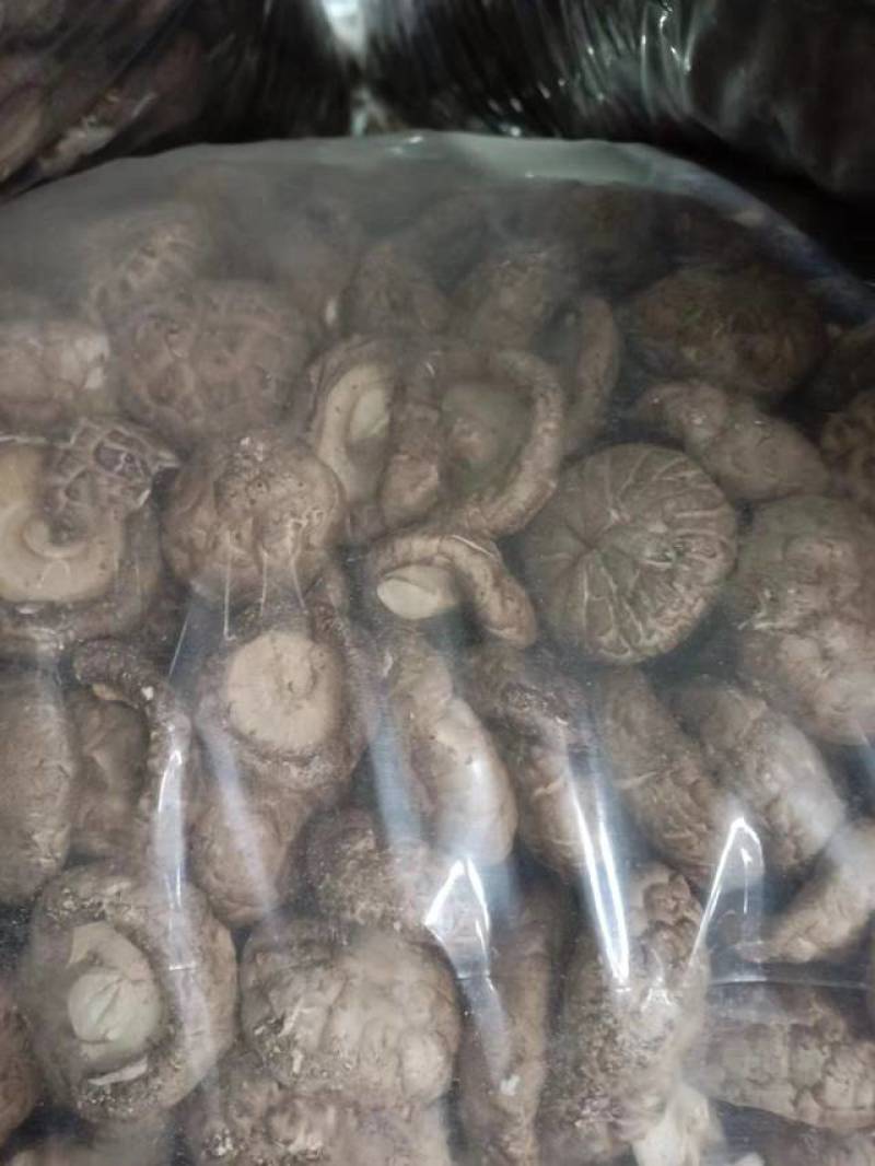 河南香菇南阳鲜香菇干香菇产地直供量大从优欢迎来电咨询订购