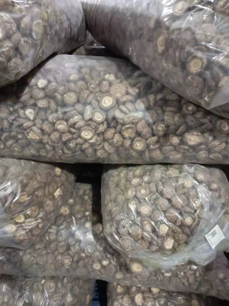 河南香菇南阳鲜香菇干香菇产地直供量大从优欢迎来电咨询订购