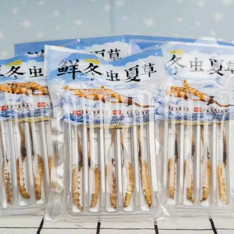 新鲜虫草2023年当季头期新鲜冬虫夏草高海拔青海西宁虫草