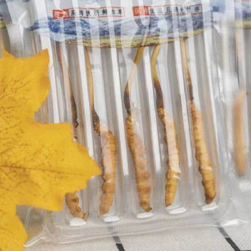 新鲜虫草2023年当季头期新鲜冬虫夏草高海拔青海西宁虫草