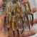 新鲜虫草2023年当季头期新鲜冬虫夏草高海拔青海西宁虫草