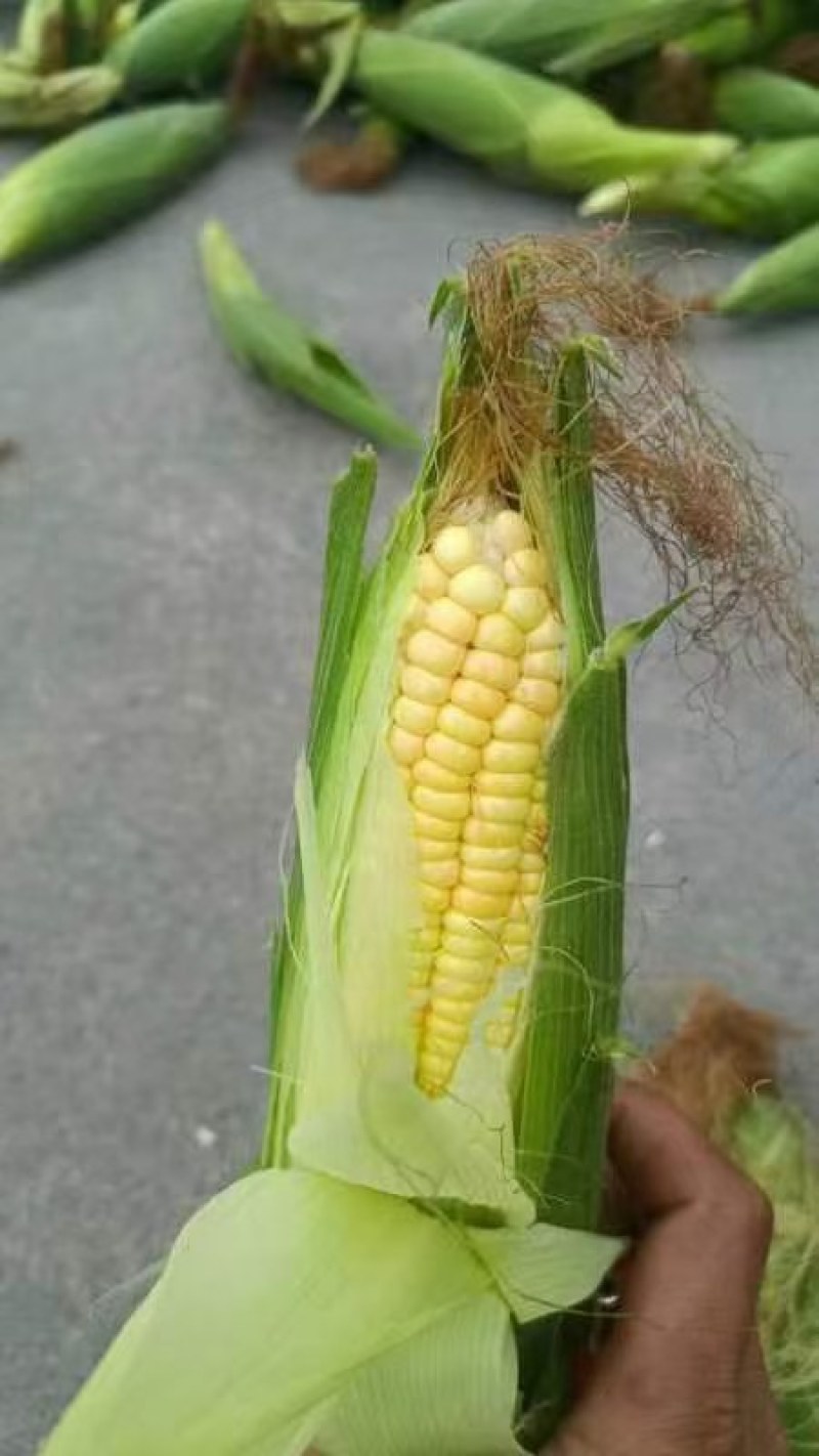 太阳花四川绵阳精品太阳花玉米，规格齐全，可视频看货选货