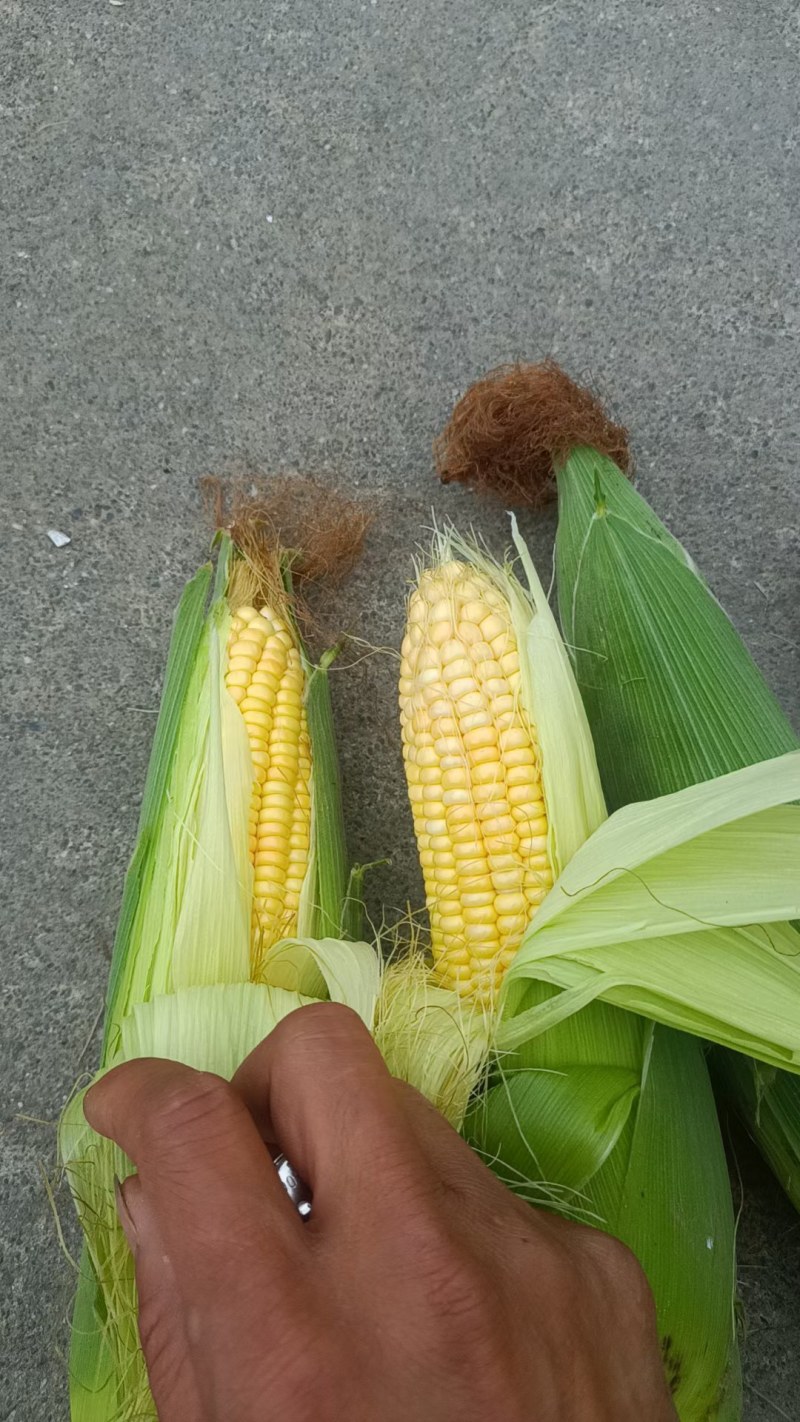 太阳花四川绵阳精品太阳花玉米，规格齐全，可视频看货选货