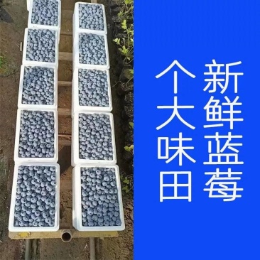 蓝莓新鲜【特大果】水果当应季现摘特产宝宝辅食孕妇护眼大果