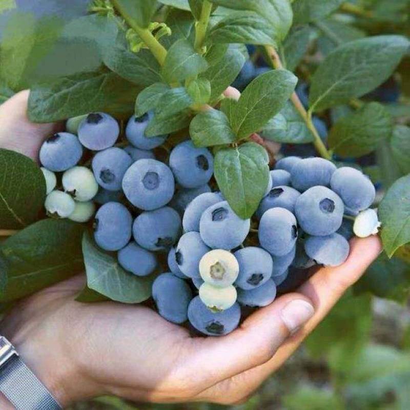 蓝莓新鲜【特大果】水果当应季现摘特产宝宝辅食孕妇护眼大果