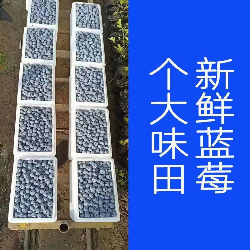 蓝莓新鲜【特大果】水果当应季现摘特产宝宝辅食孕妇护眼大果