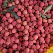 灵山桂味？？？？荔枝中的爱玛士