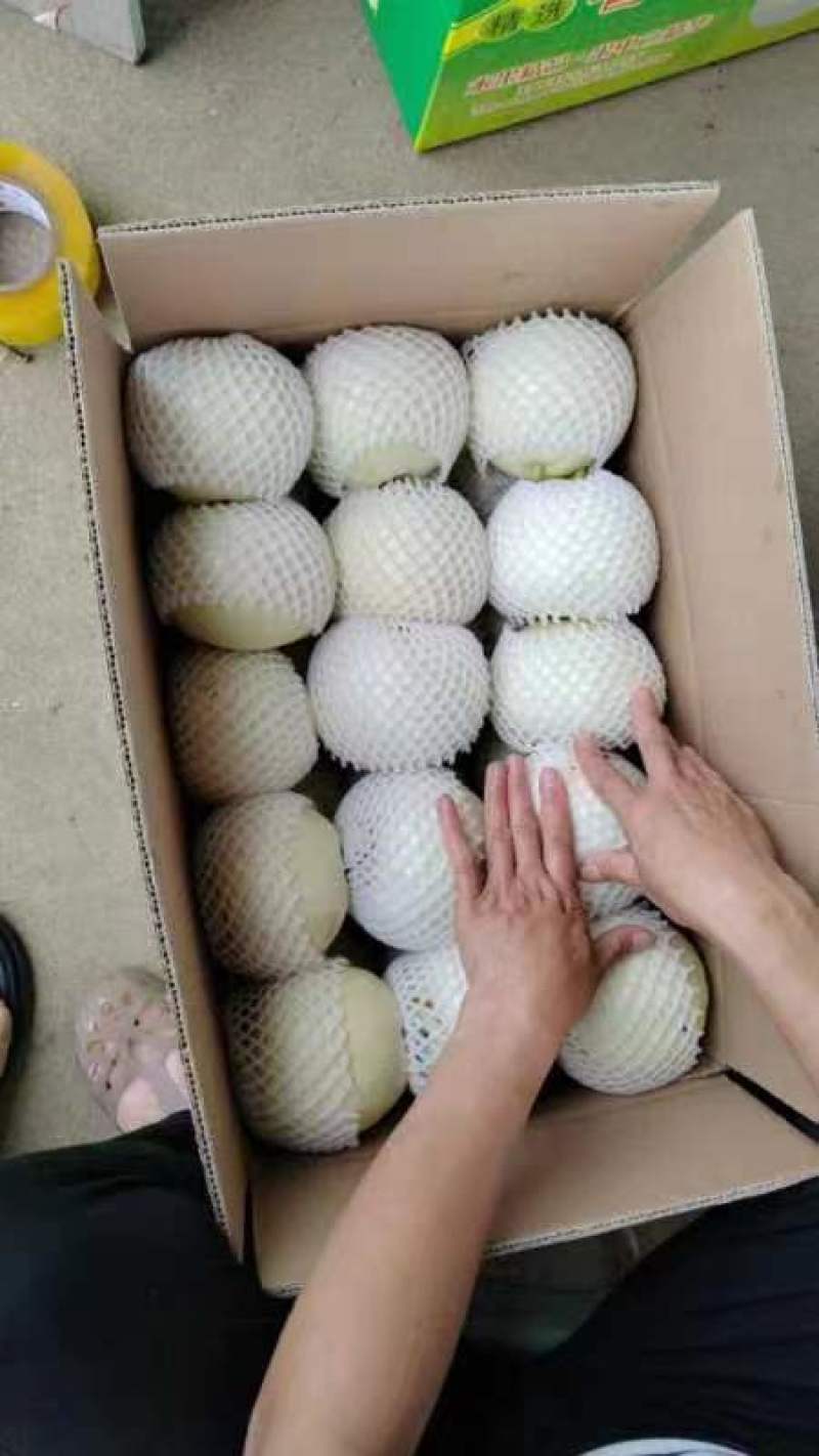 香瓜，西葫芦，青萝卜，心里美