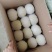 香瓜，西葫芦，青萝卜，心里美