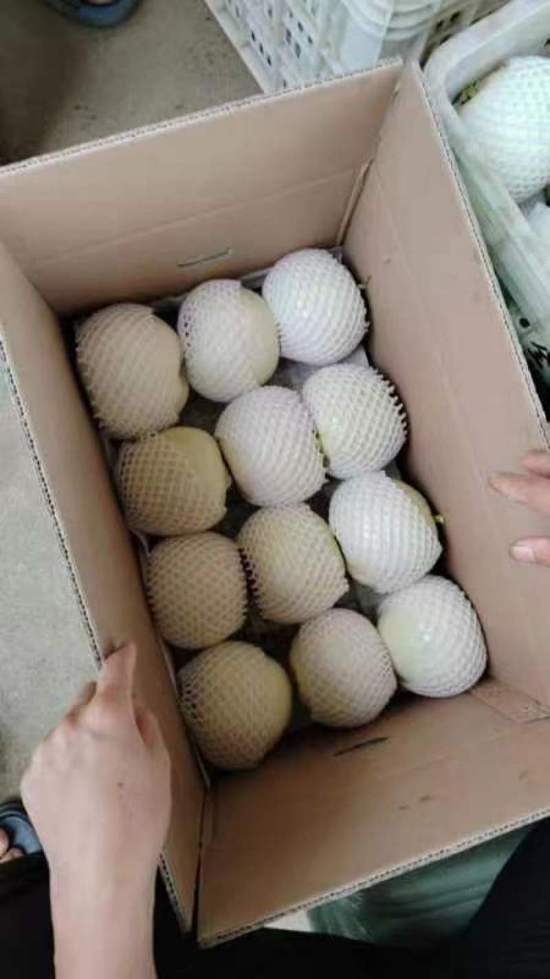 香瓜，西葫芦，青萝卜，心里美