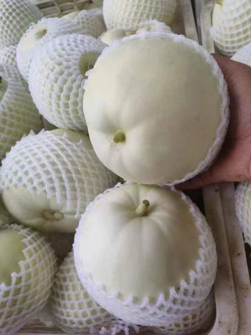 香瓜，西葫芦，青萝卜，心里美