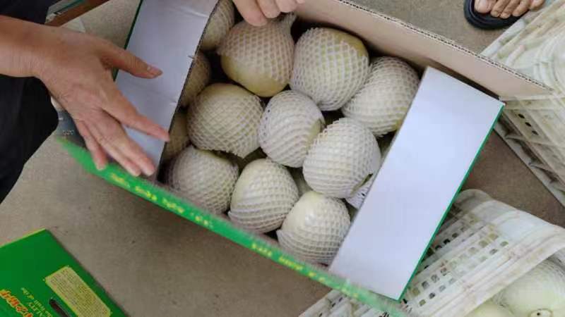 香瓜，西葫芦，青萝卜，心里美