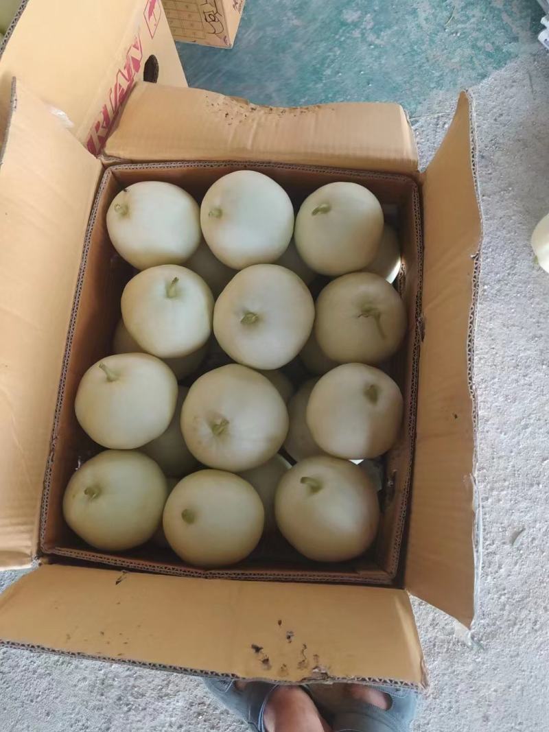 香瓜，西葫芦，青萝卜，心里美