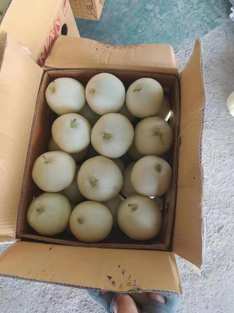 香瓜，西葫芦，青萝卜，心里美