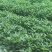 四川内江不开花空心菜长期供应