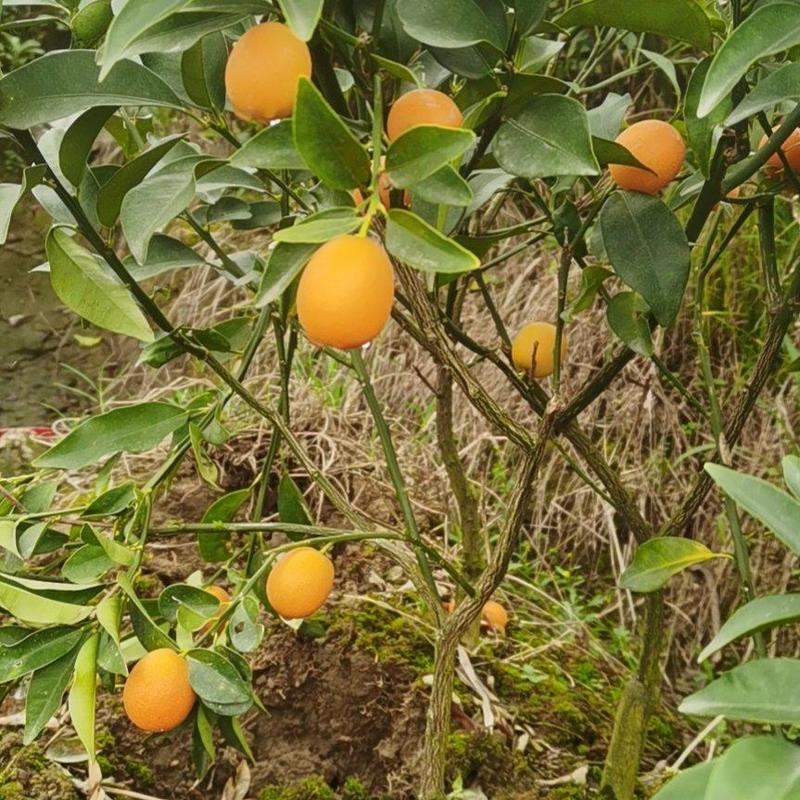 金橘挂果苗，南北都可以种植。