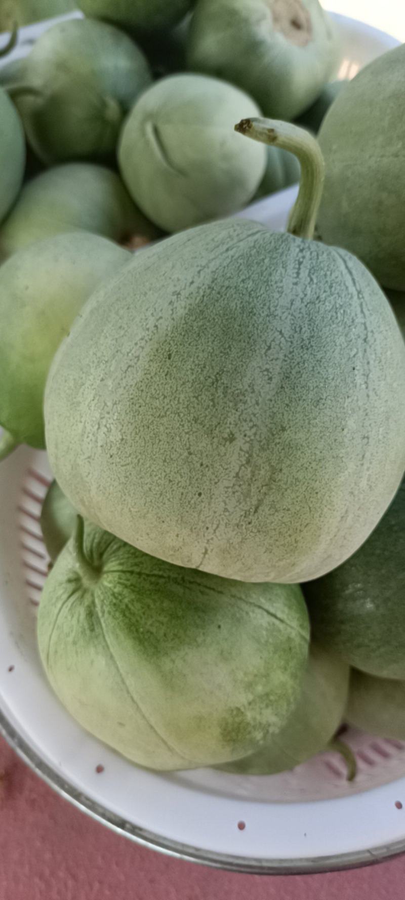 头茬刚开园绿宝石甜瓜，绿宝脆甜